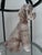 Mid-Century Modern Vintage Shafford Kennel Club Poodle For Sale - Image 3 of 5