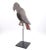 Tole Folk Art Parrot on Later Stand, Possibly French or French Colonial, Circa 1900 For Sale - Image 9 of 9
