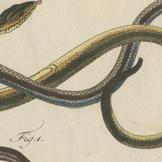 Pink Bertuch, Four Snakes in Colourful Coils, 1805, Print For Sale - Image 8 of 12