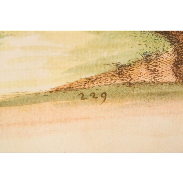 George Edwards Ornithological Print, 'Paradise Parrots II' For Sale - Image 12 of 12