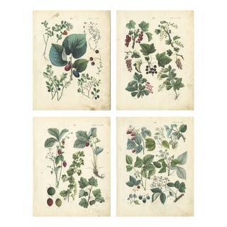 Dr. Calwer, Currants and Wild Berries, 1854, Chromolithographs on Paper For Sale