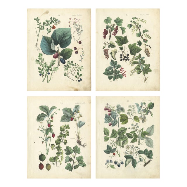 Dr. Calwer, Currants and Wild Berries, 1854, Chromolithographs on Paper For Sale