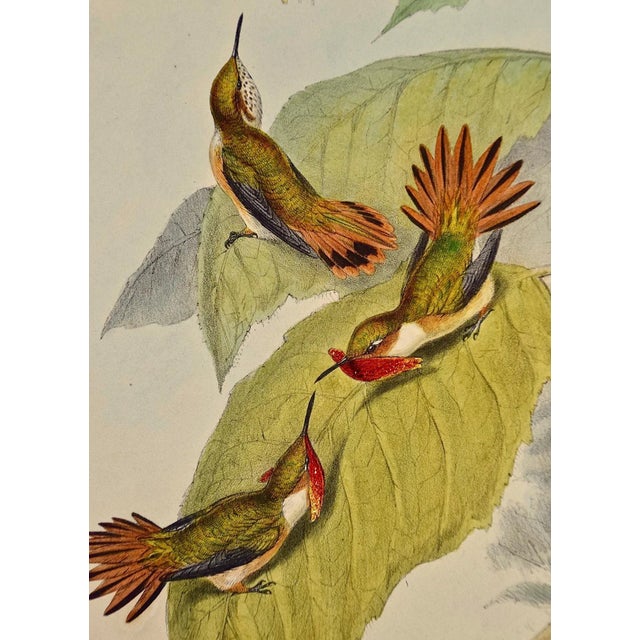Realism Flame-Bearer Hummingbirds: A 19th Hand-Colored "Selasphorus Scintilla" by John Gould and Henry Constantine Richter 1850 For Sale - Image 3 of 9