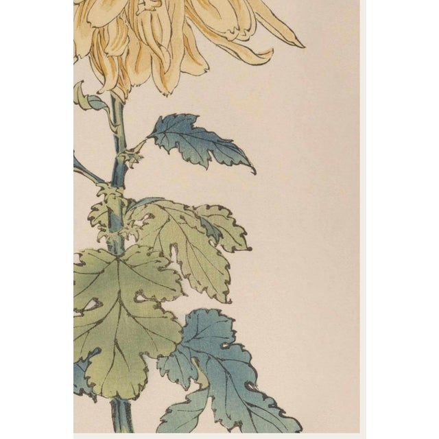 Not Yet Made - Made To Order Yellow Mum by Hasegawa, Vintage Japanese Botanical Art Print, 36" X 54" For Sale - Image 5 of 10