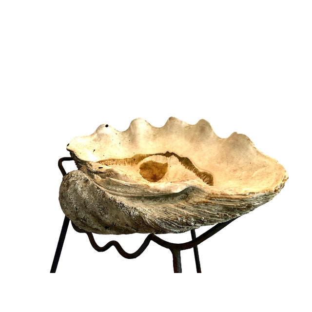 Giant Natural Fossilized Clam Shell For Sale - Image 9 of 9