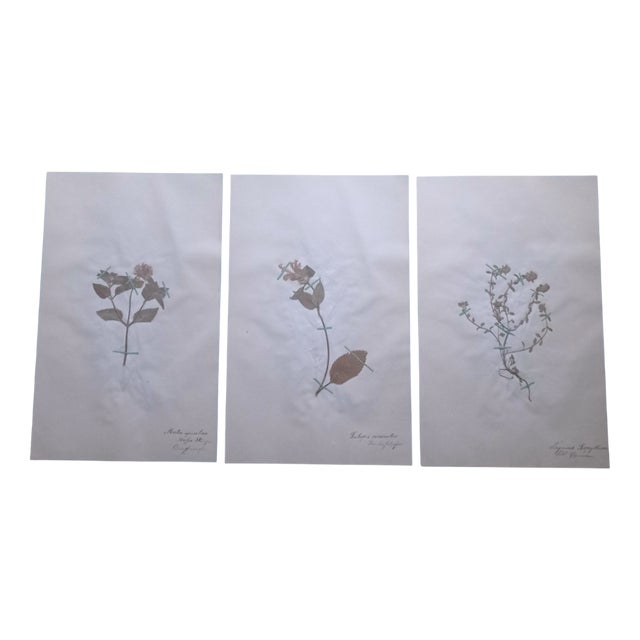 Handwritten Herbarium, 1890s, Set of 3 For Sale