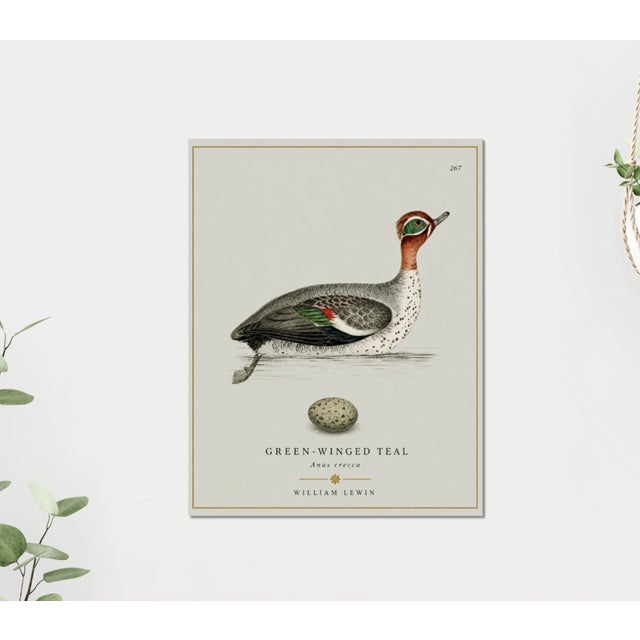 William Lewin 1789 Waterbirds Fine Art Gallery Board Print - The Green Winged Teal For Sale In San Antonio - Image 6 of 10