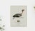 William Lewin 1789 Waterbirds Fine Art Gallery Board Print - The Green Winged Teal For Sale In San Antonio - Image 6 of 10