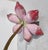 Chinese Enamel on Brass Lotus Flower For Sale - Image 4 of 9