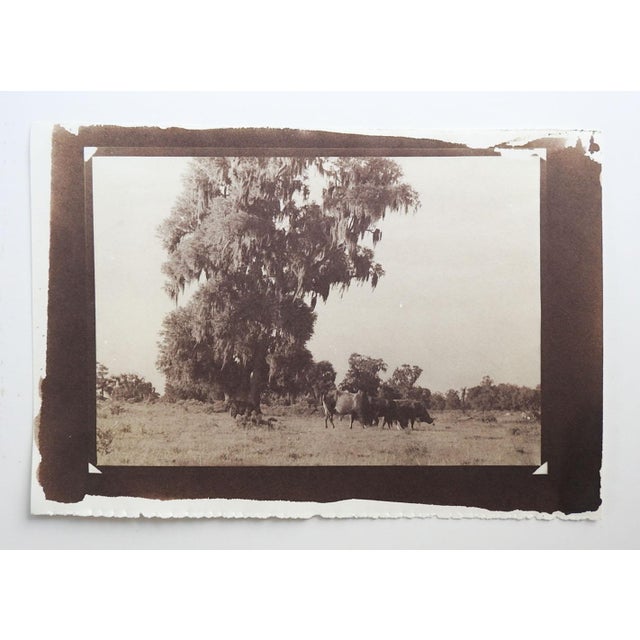 Late 20th century sepia cyanotype photograph on heavy paper by Eric C. Weller (20th century) Texas. The artist printed...