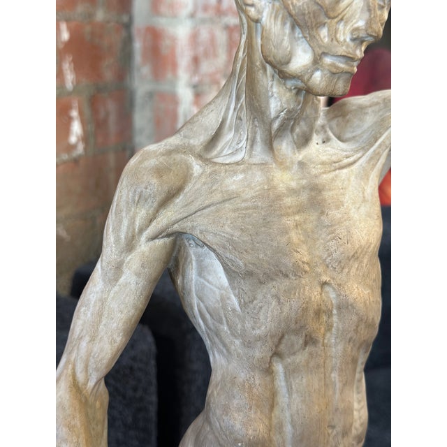 Anatomical Cast, Italy 90s For Sale In Los Angeles - Image 6 of 12