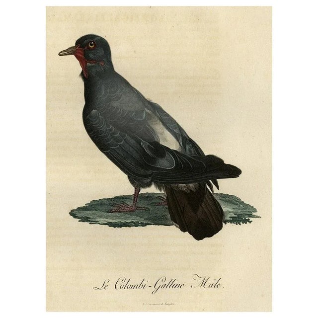 Antique print, titled: 'le colombi-galline, male. ' this print shows a dove. Plate 278. From a folio ed. Of: 'histoire...