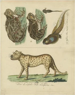 Amphibians, Reptiles and Mammals, 1793, Paper