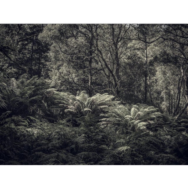 Fern Forest III' is an Archival Inkjet Print by photographer Morgan Silk. It is available in this size of 17" x 24" in a...