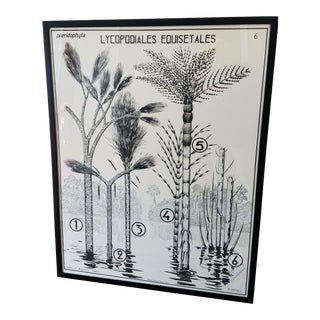 Large 1950's French Black and White Botanical Print For Sale