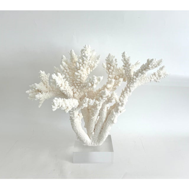 Extraordinary Natural Branch Coral on Acrylic Base For Sale - Image 4 of 9