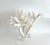 Extraordinary Natural Branch Coral on Acrylic Base For Sale - Image 4 of 9