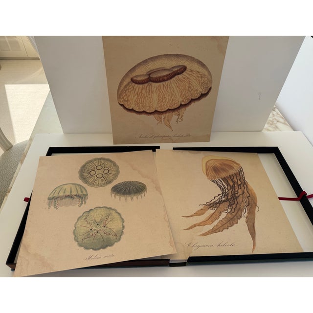 1970s Natural Curiosities Collector's Album of 14 Artistic Prints For Sale - Image 12 of 17