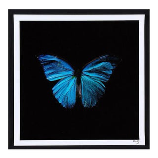 Alexander James Hamilton Swarm (set of 4), (2011) For Sale