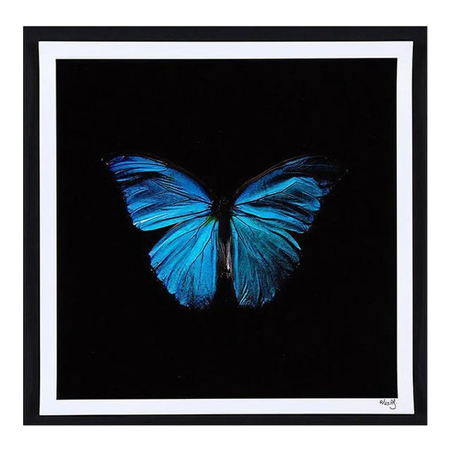 Alexander James Hamilton Swarm (set of 4), (2011) For Sale