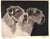 1930s "Portraits of Dogs" 1931 Cobb, Bert For Sale - Image 5 of 12