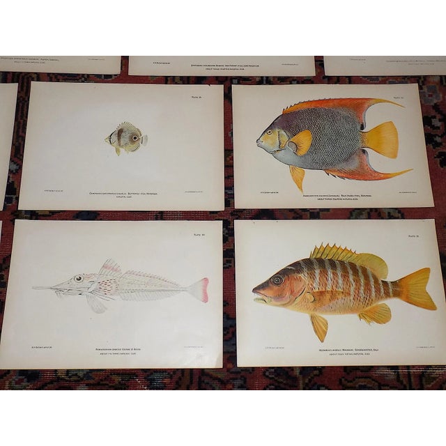 Authentic Antique 19th Century Tropical Fish Lithographs - Set of 10 For Sale In Cincinnati - Image 6 of 7