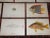 Authentic Antique 19th Century Tropical Fish Lithographs - Set of 10 For Sale In Cincinnati - Image 6 of 7