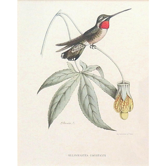 FREE SHIPPING ANYWHERE IN THE CONTINENTAL US! This is a set of 6 hummingbird prints reproduced from the work of 19th...
