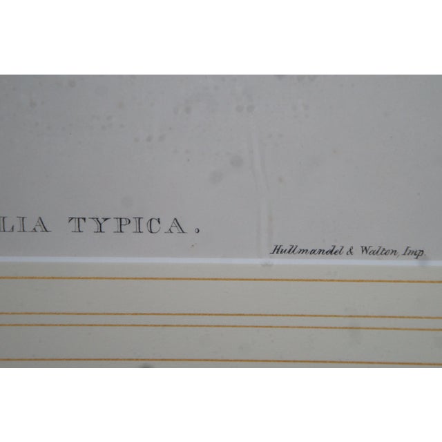 Antique John Gould Ornithological Myiabeillia Hummingbird Lithograph Print For Sale - Image 9 of 11