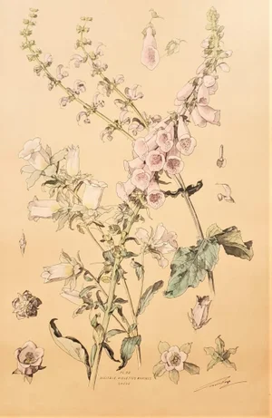 Large 1880s French Botanical Chromolithograph-Digitales, Violets, Signed, Matted