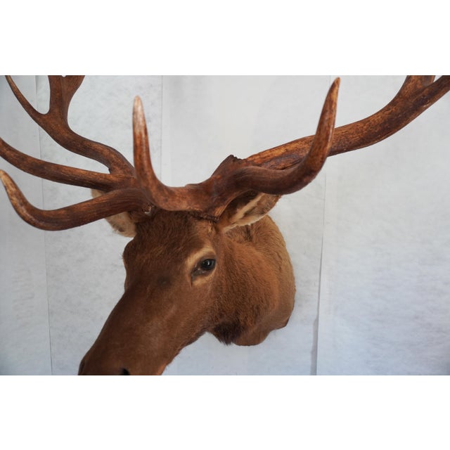 Animal Skin Elk 13 Point Mount Head and Bust For Sale - Image 7 of 18