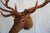 Animal Skin Elk 13 Point Mount Head and Bust For Sale - Image 7 of 18