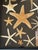 Vintage Sea Stars Collection in a Shadow Box Greeting From Florida For Sale In Miami - Image 6 of 11