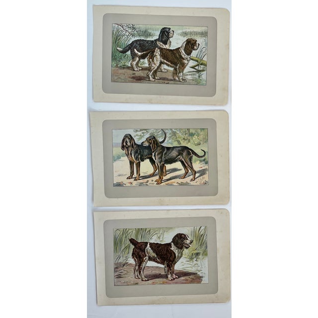 These handsome photogravure printed pages are illustrated by P. Mahler, a German artist. The subject is hunting dogs....