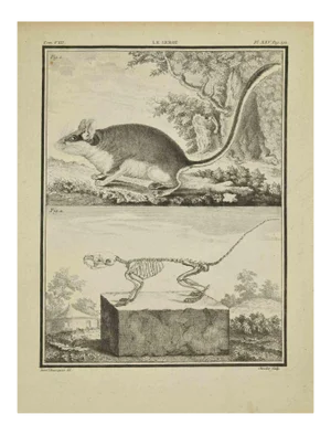 Juste Chevillet, La Lerot, Etching, 1771
