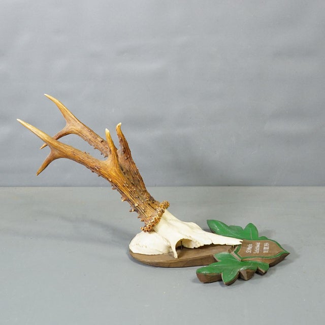 Mid 20th Century Great Black Forest Red Deer Trophy on Carved Plaque - Germany 1954 For Sale - Image 5 of 6