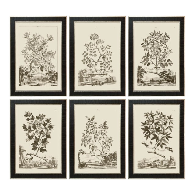 Munting Botanicals Set #2 Framed in Italian Wood Veneer Moulding For Sale