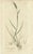 Illustrations of Meadow Grasses: Timothy & Foxtail, 1830s, Engravings, Set of 8 For Sale - Image 9 of 10