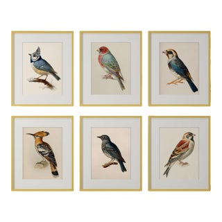 19th-Century Bird Illustrations — Fine Art Print Collection | Unframed For Sale