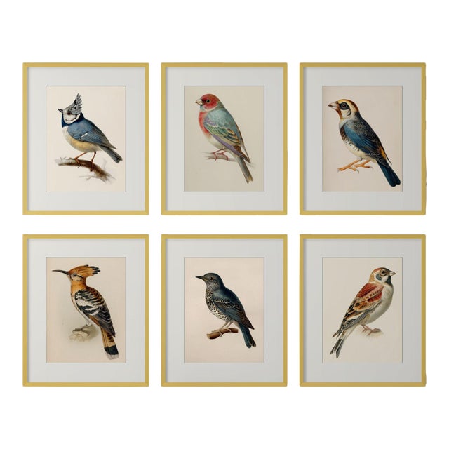 19th-Century Bird Illustrations — Fine Art Print Collection | Unframed For Sale