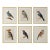 19th-Century Bird Illustrations — Fine Art Print Collection | Unframed For Sale