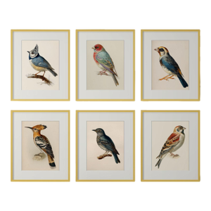 19th-Century Bird Illustrations — Fine Art Print Collection | Unframed