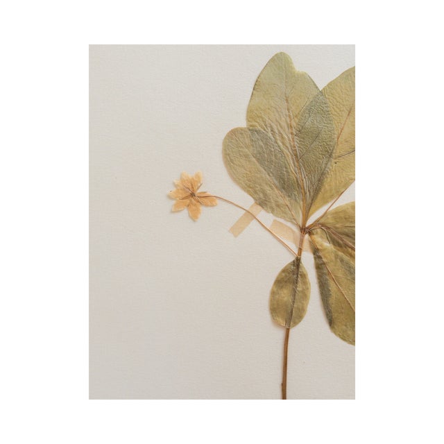 1930s Vintage Swedish Herbarium - European Starflower, Circa 1938 For Sale - Image 5 of 7