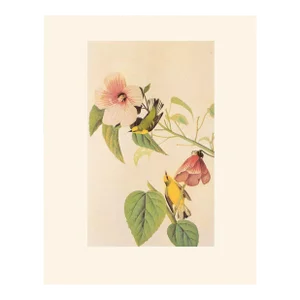 1966 Vintage Cottage Print "Blue-Winged Yellow Warbler" After John James Audubon
