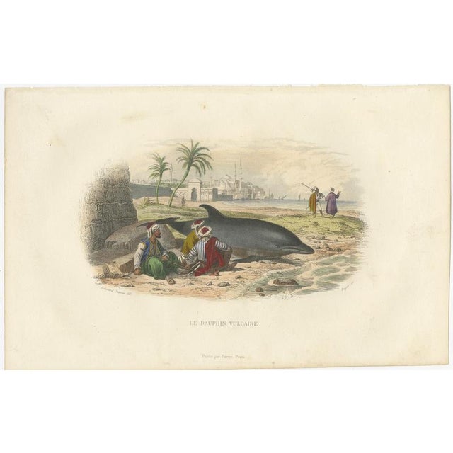 After Édouard Traviès, The Common Dolphin, 1840, Hand-Colored Engraving For Sale - Image 3 of 9