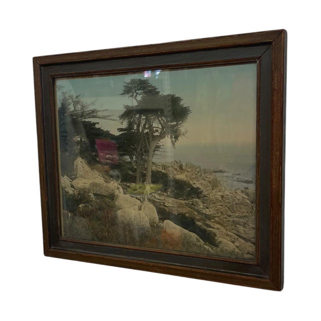 Vintage Framed Tinted Coastal Landscape Photograph of Cypress Trees on Rocky Shoreline. For Sale - Image 4 of 10