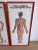 Set of three Chinese Acupuncture Points and Meridians charts Vintage 1960s Top 43cm x 93cm