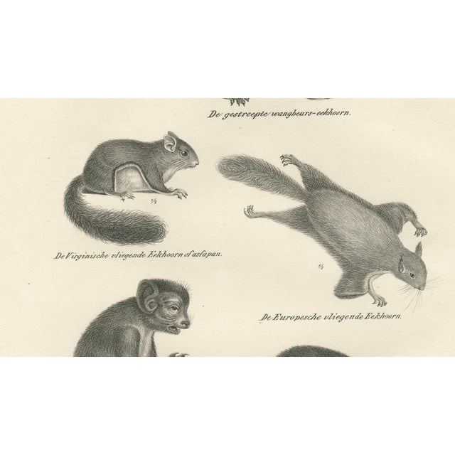 Paper After Schinz, Squirrels & Flying Squirrels, 19th Century, Lithographs, Set of 2 For Sale - Image 7 of 9