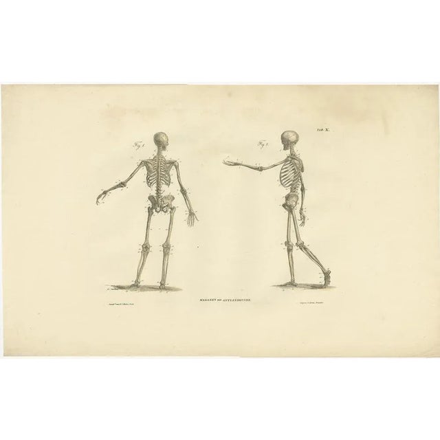 Anatomy Illustrations of Osteology, 1839, Prints, Set of 12 For Sale - Image 13 of 14