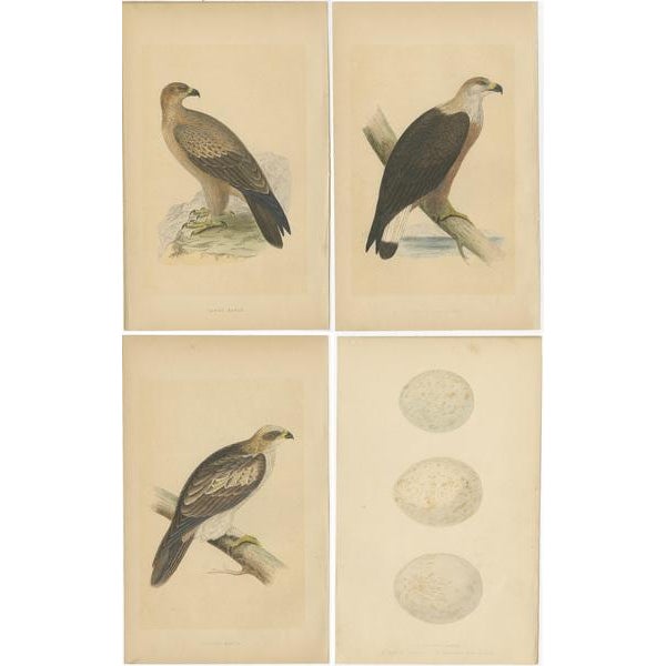 These four antique bird prints are part of a set depicting a tawny eagle, Pallas's sea eagle, booted eagle, and their...